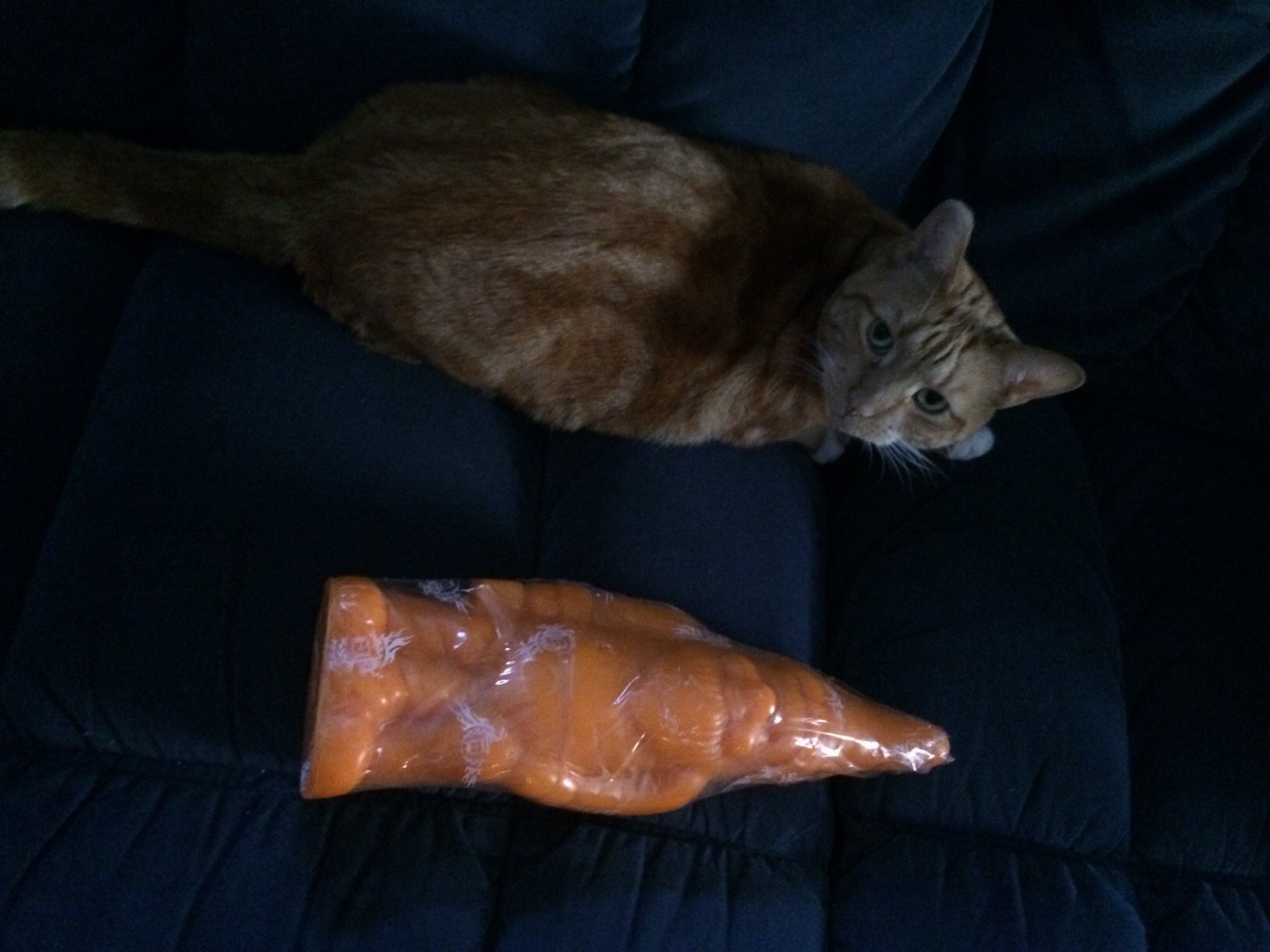 Orange Cat for Scale