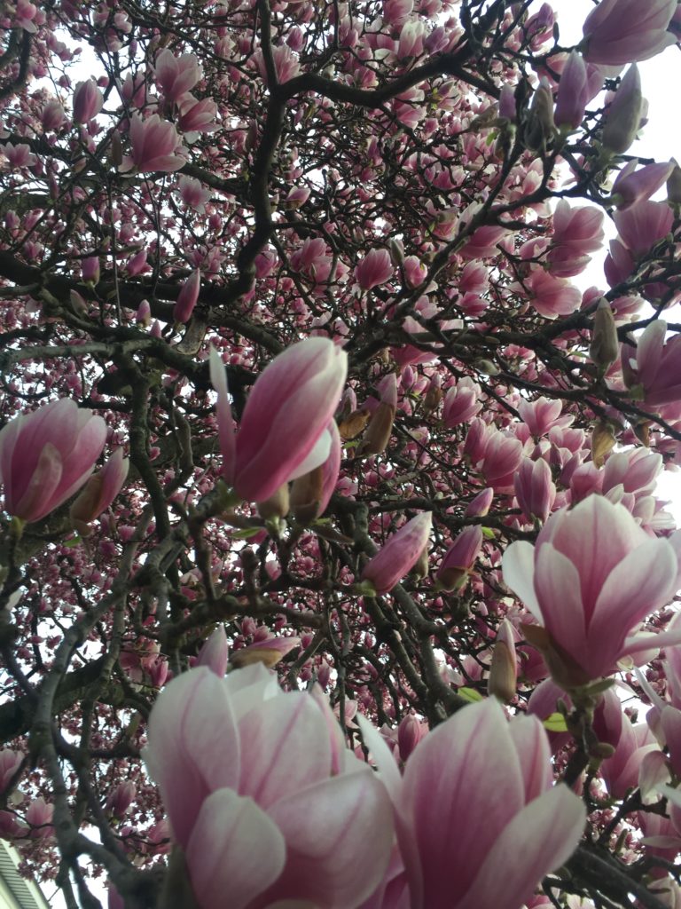 A photo taken beneath a giant blossoming magnolia tree